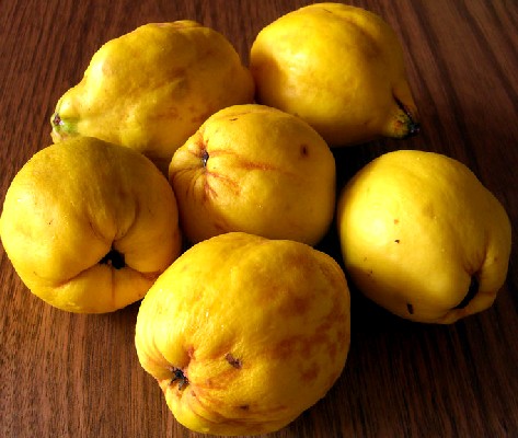 Modern Quince Cultivars